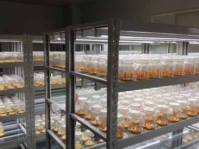 草莓视频18免费观看實驗室,植物組織培養