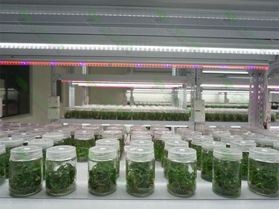 草莓视频18免费观看室設計