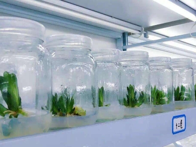 草莓视频18免费观看燈